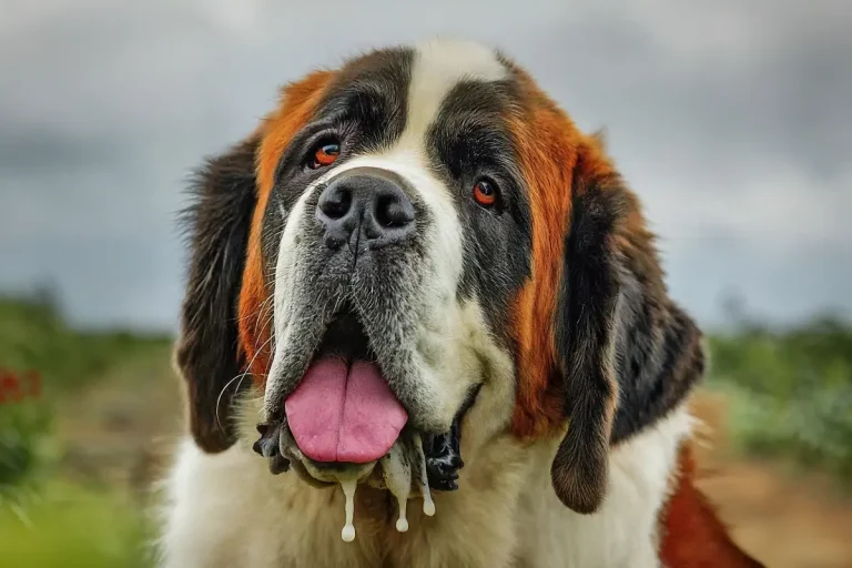 A Saint Bernard with a funny drool string